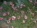 Echinacea tennesseensis